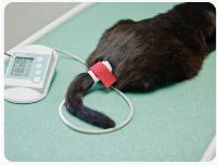 Blutdruckmessung bei einer Katze